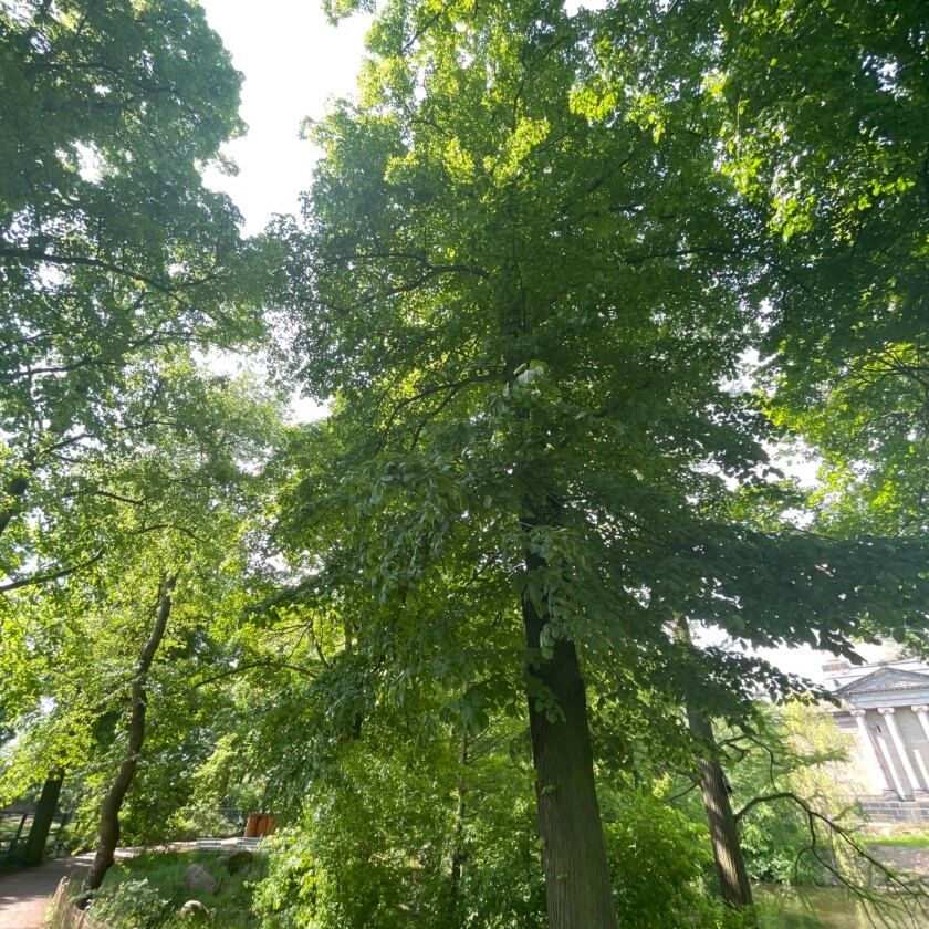 Ganzer Baum