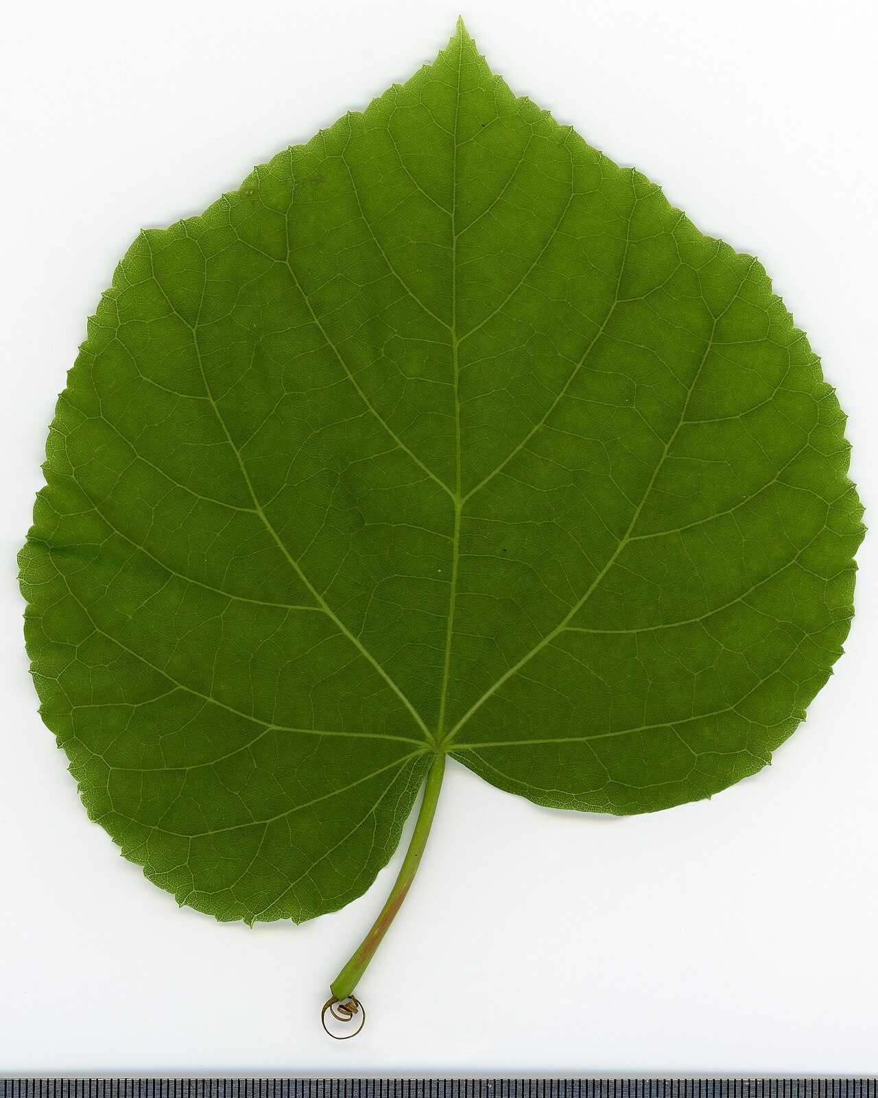 Blatt