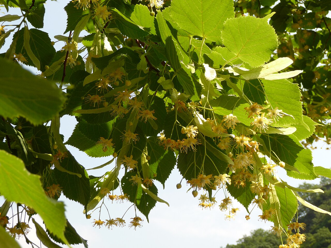 Blüte