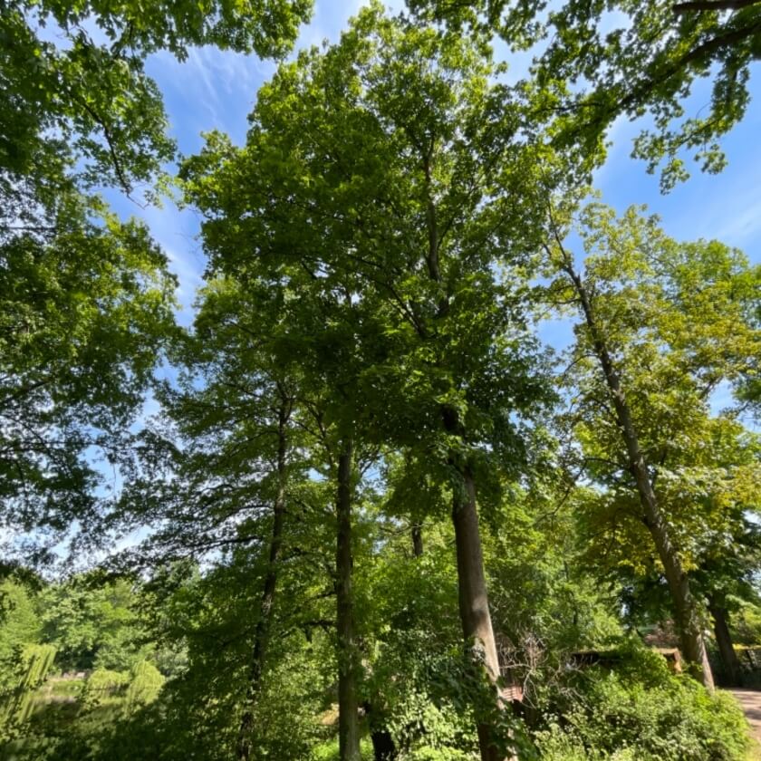 Ganzer Baum