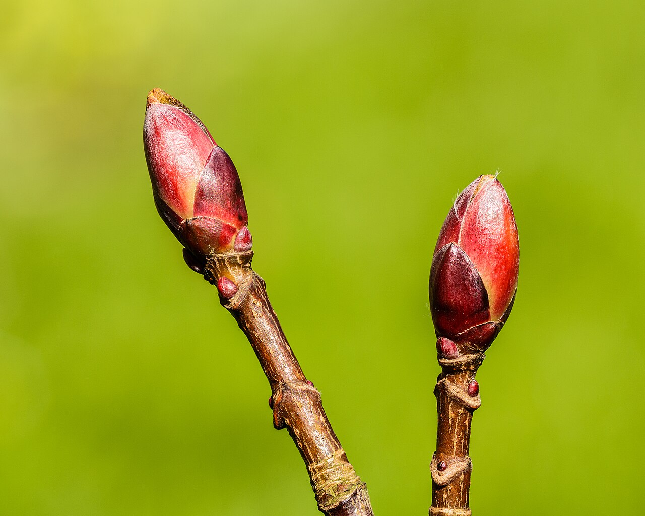 Blüte