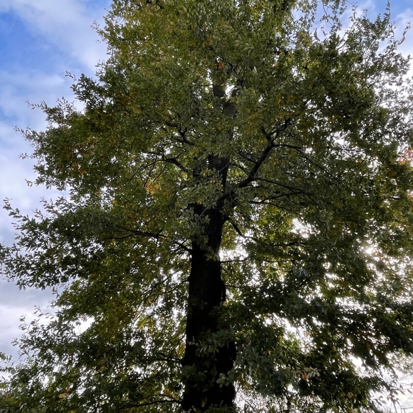 Ganzer Baum