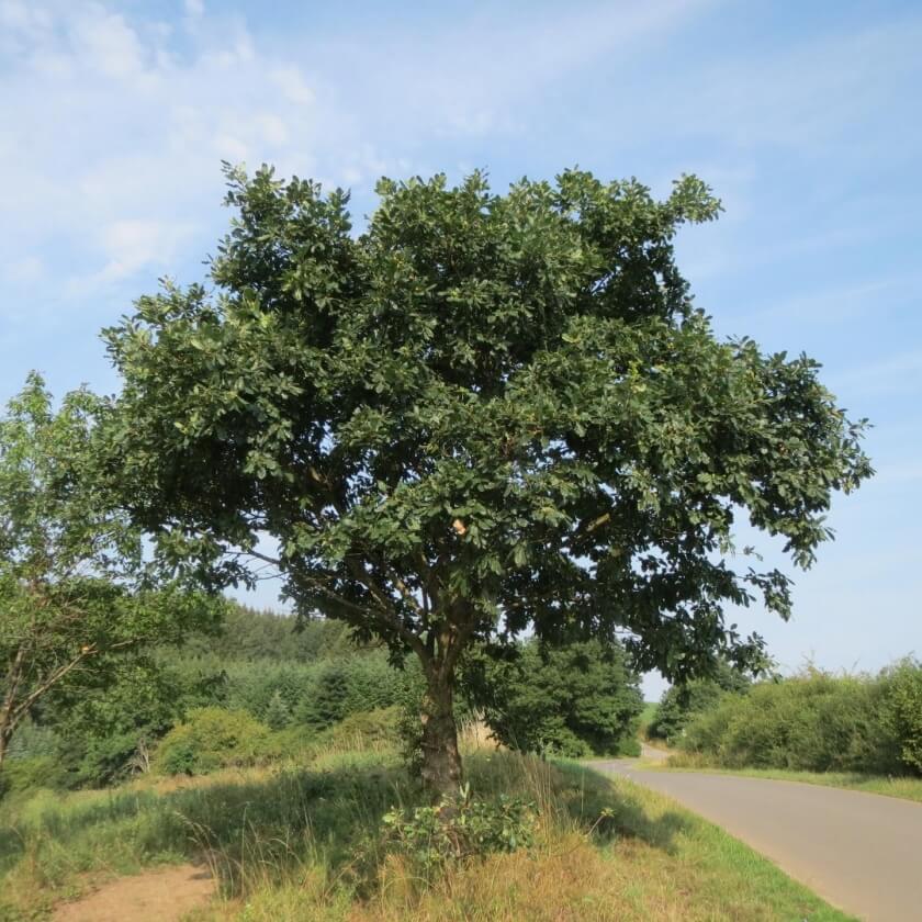 Ganzer Baum
