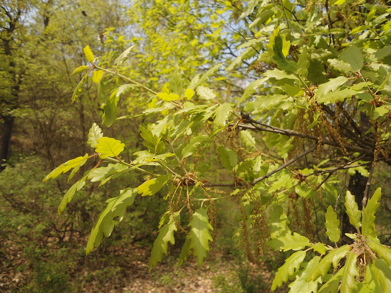 Blüte