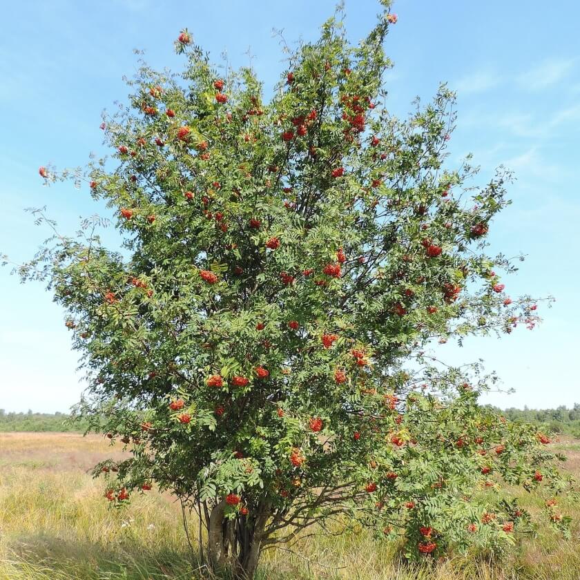 Ganzer Baum
