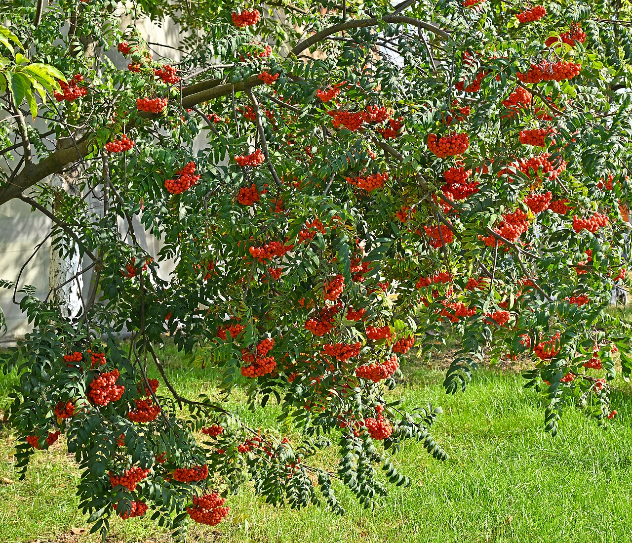 Frucht