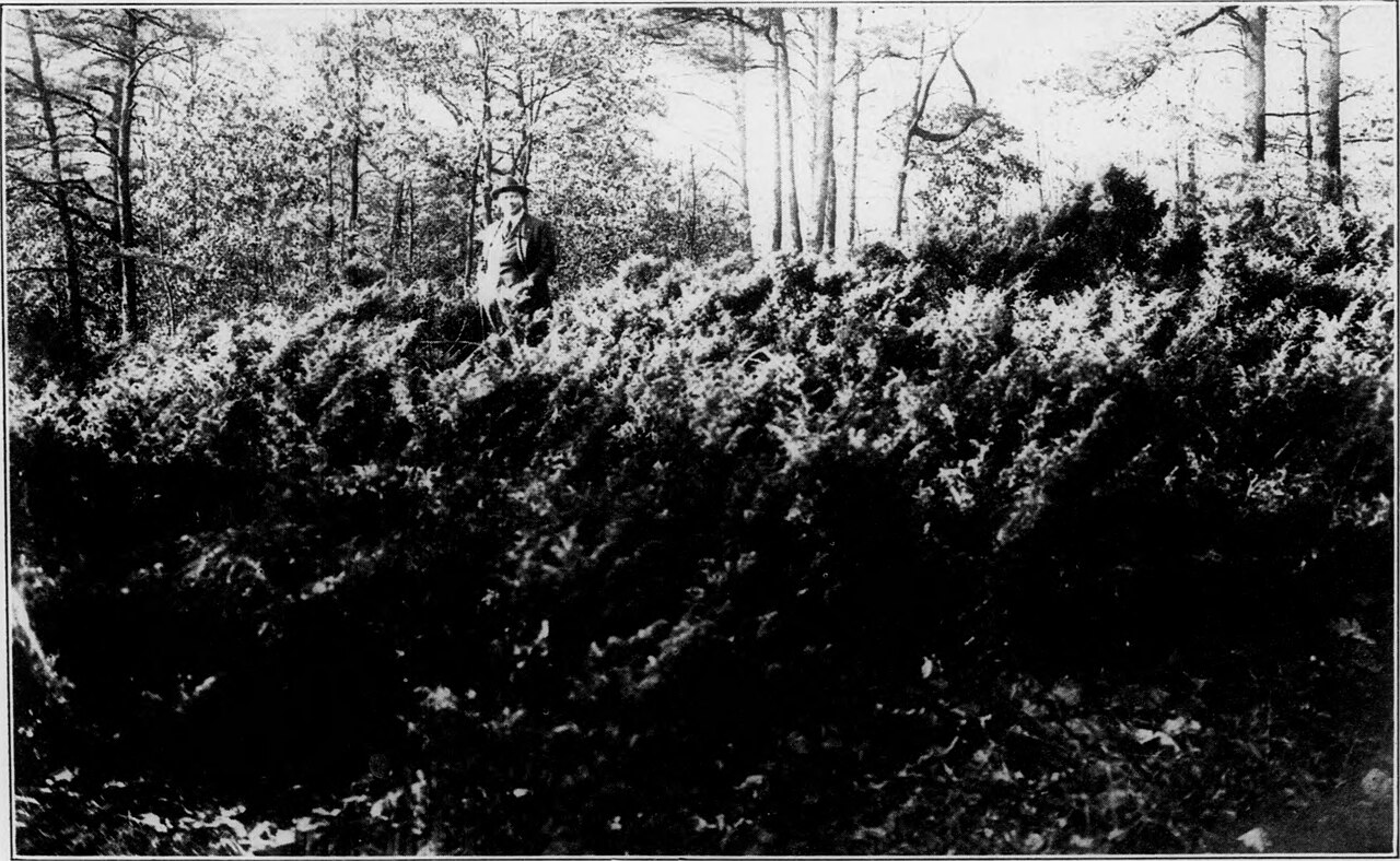 Ganzer Baum