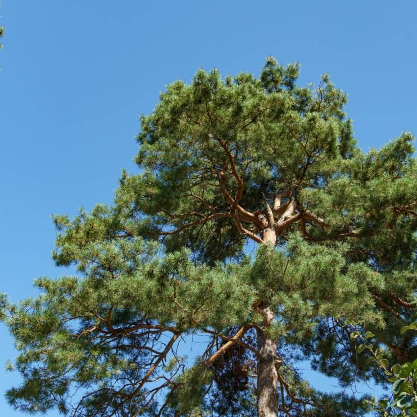 Ganzer Baum
