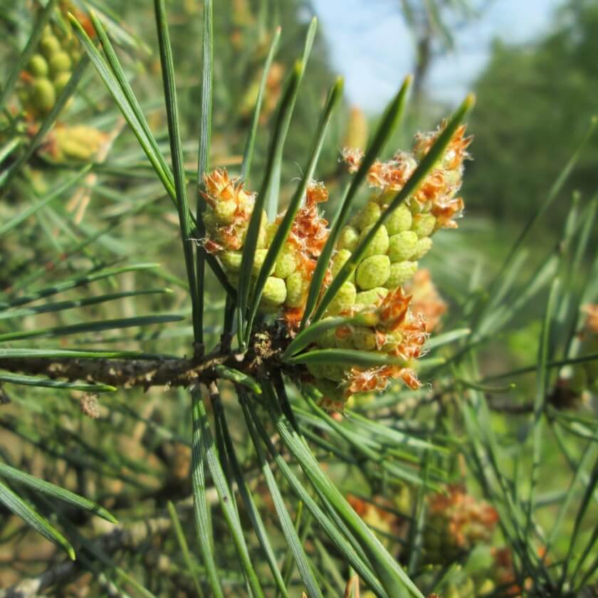 Blüte