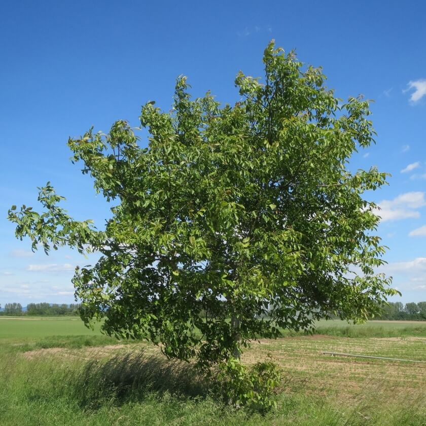 Ganzer Baum