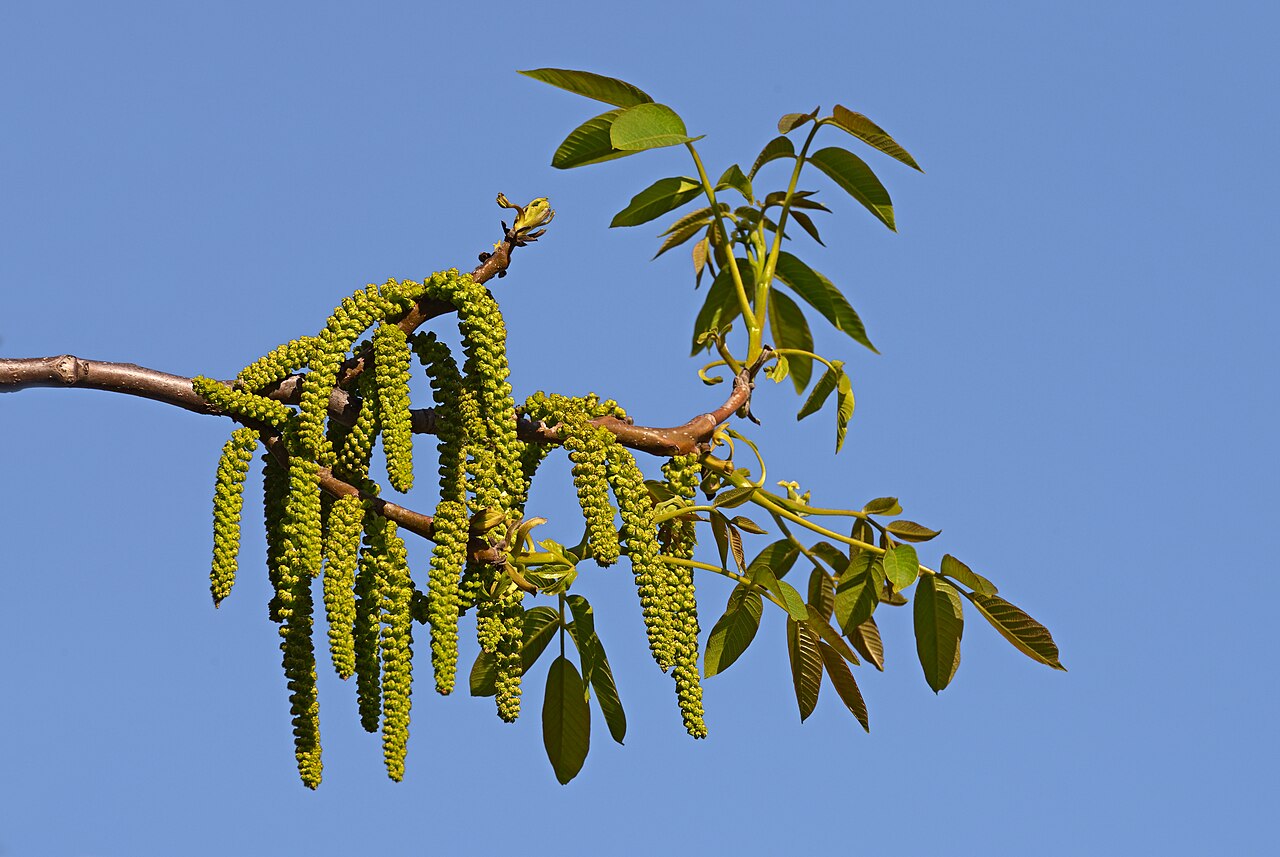 Blüte