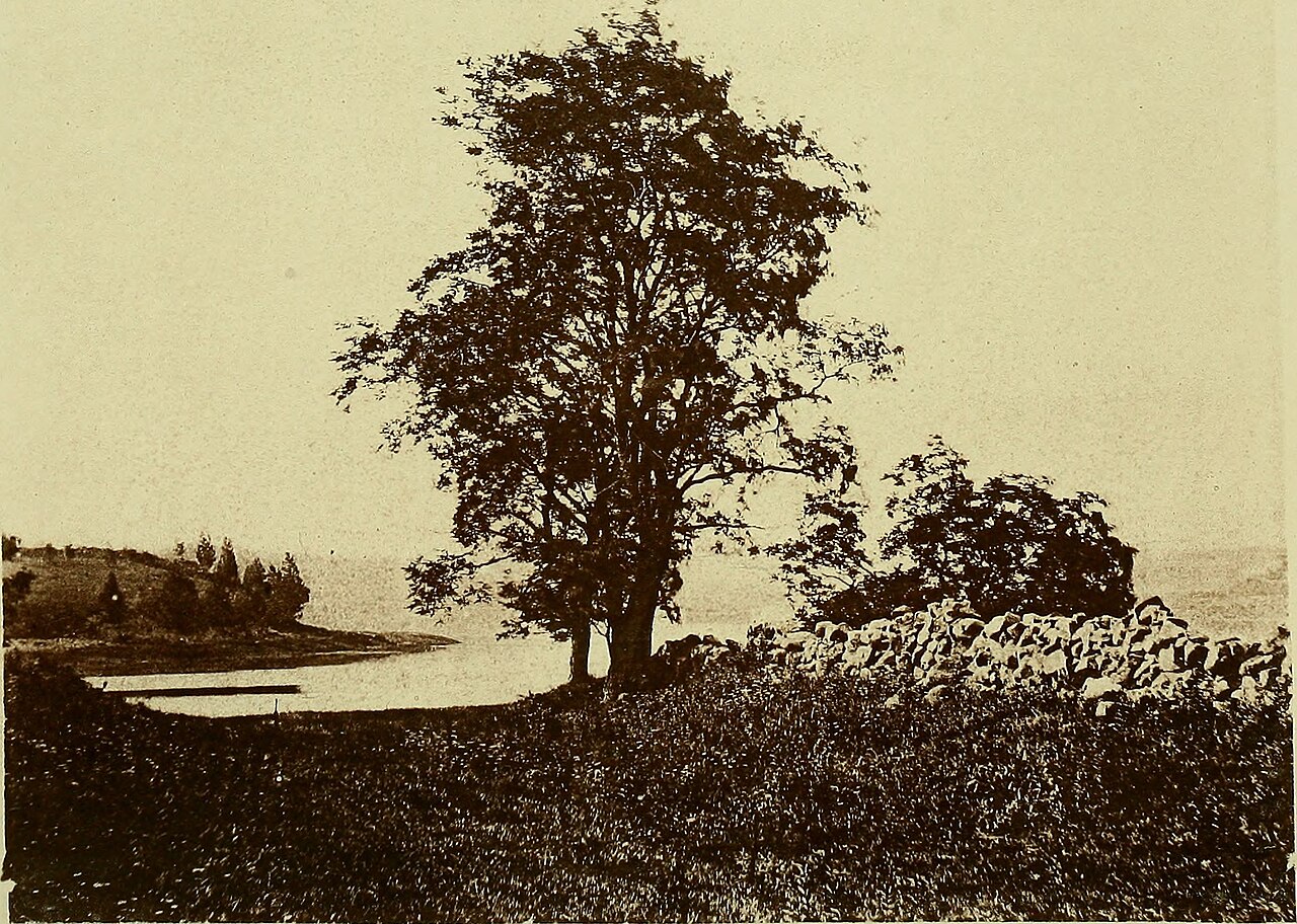 Ganzer Baum