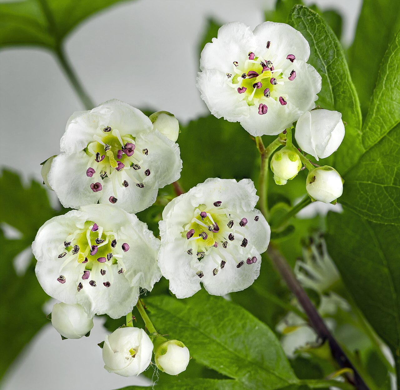 Blüte