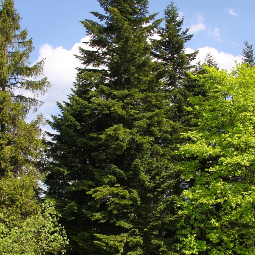 Ganzer Baum