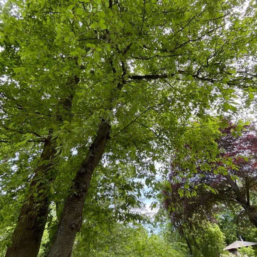 Ganzer Baum