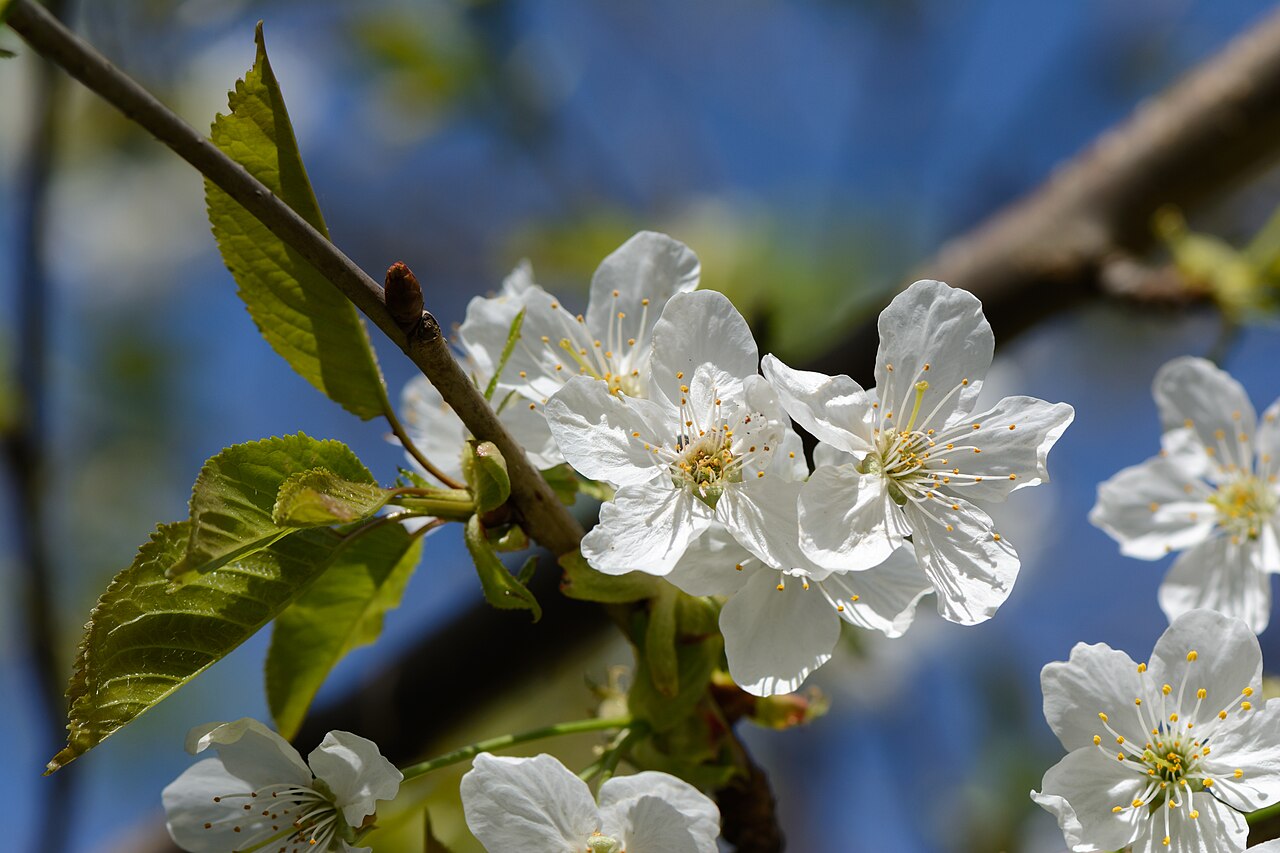 Blüte