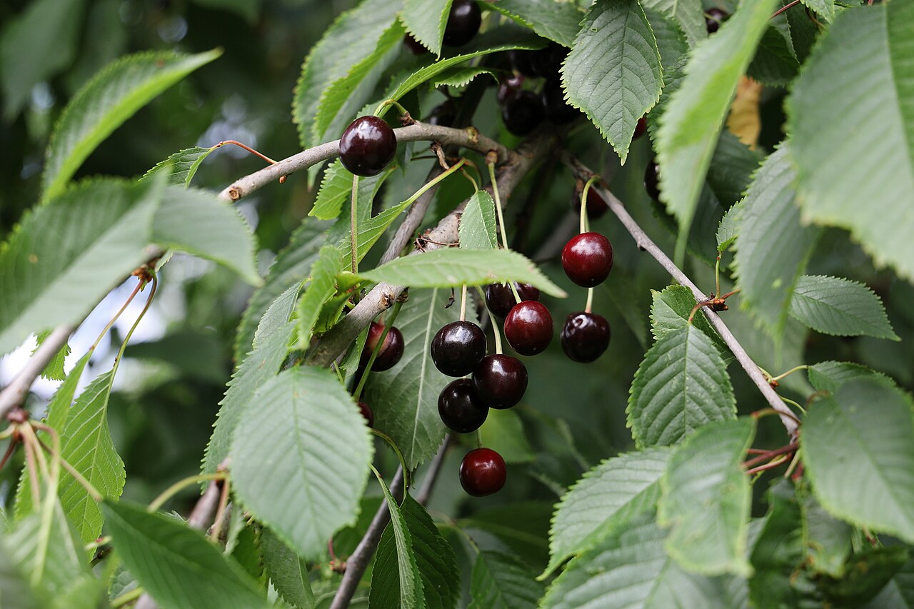 Frucht