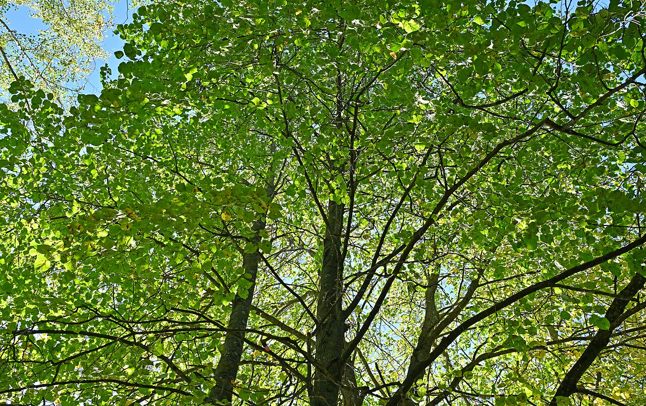 Ganzer Baum