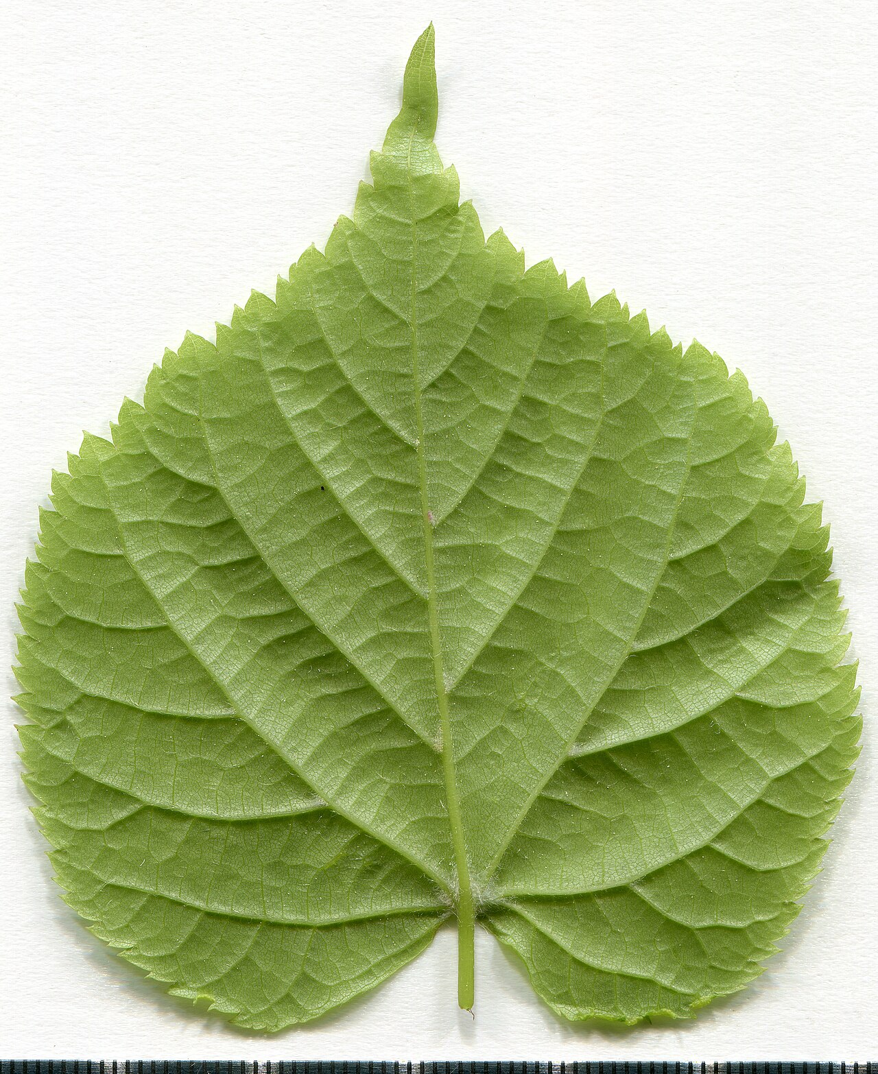 Blatt