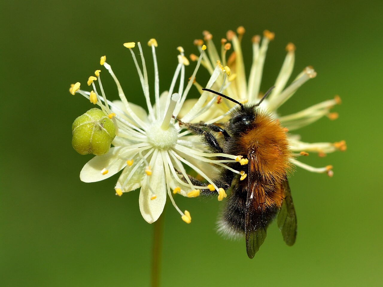 Blüte