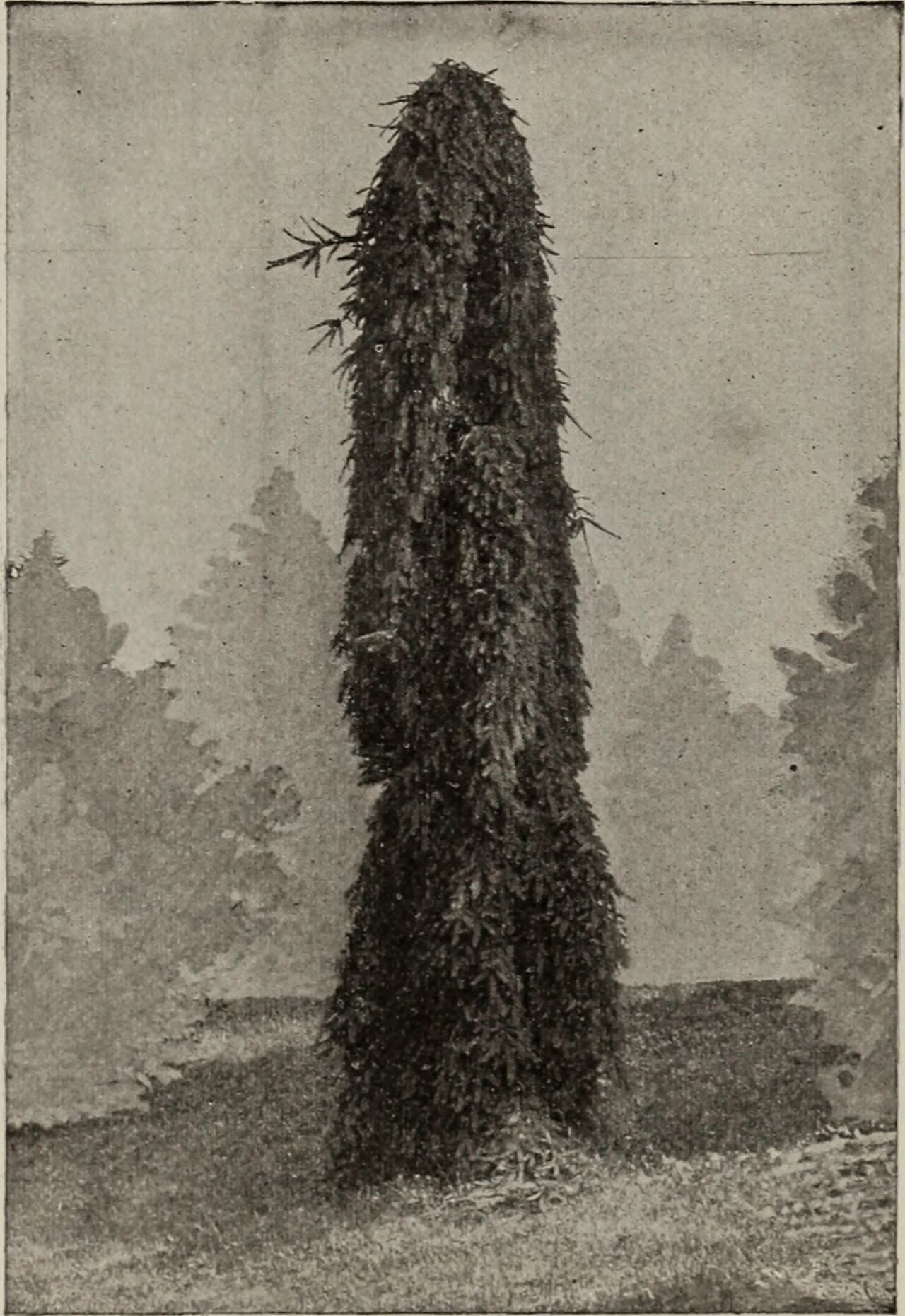 Ganzer Baum